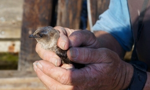 Juvenile Purple Martin