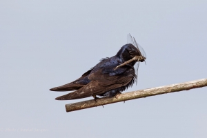 Adult Purple Martin